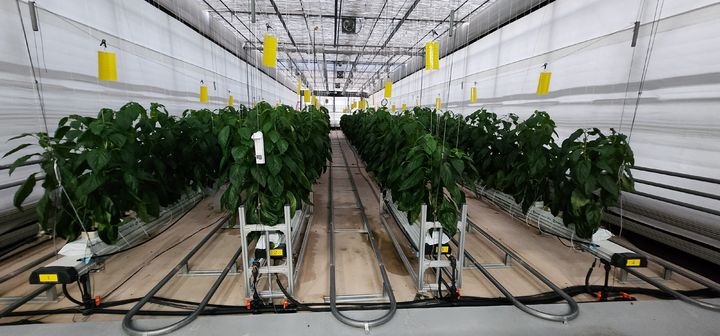 처치 곤란하던 농업부산물 '폐암면'…재활용 기술 도출